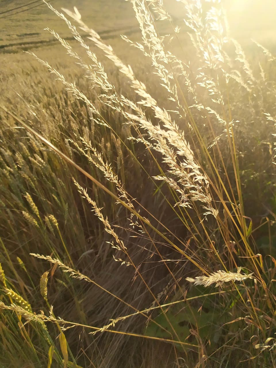 grass, meadow, sunlight, sunshine, glow, flora, plant, field, nature, closeup [pid:5971956][dark]