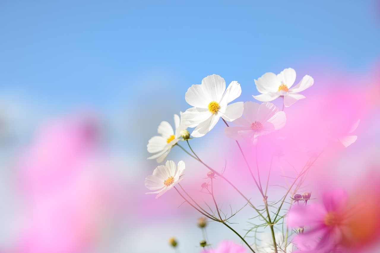 cosmos, flowers, hanahata, natural, plant, flower background, beautiful flowers, nature, blue sky, flower wallpaper, autumn, japan, landscape, pink [pid:7709242][light]
