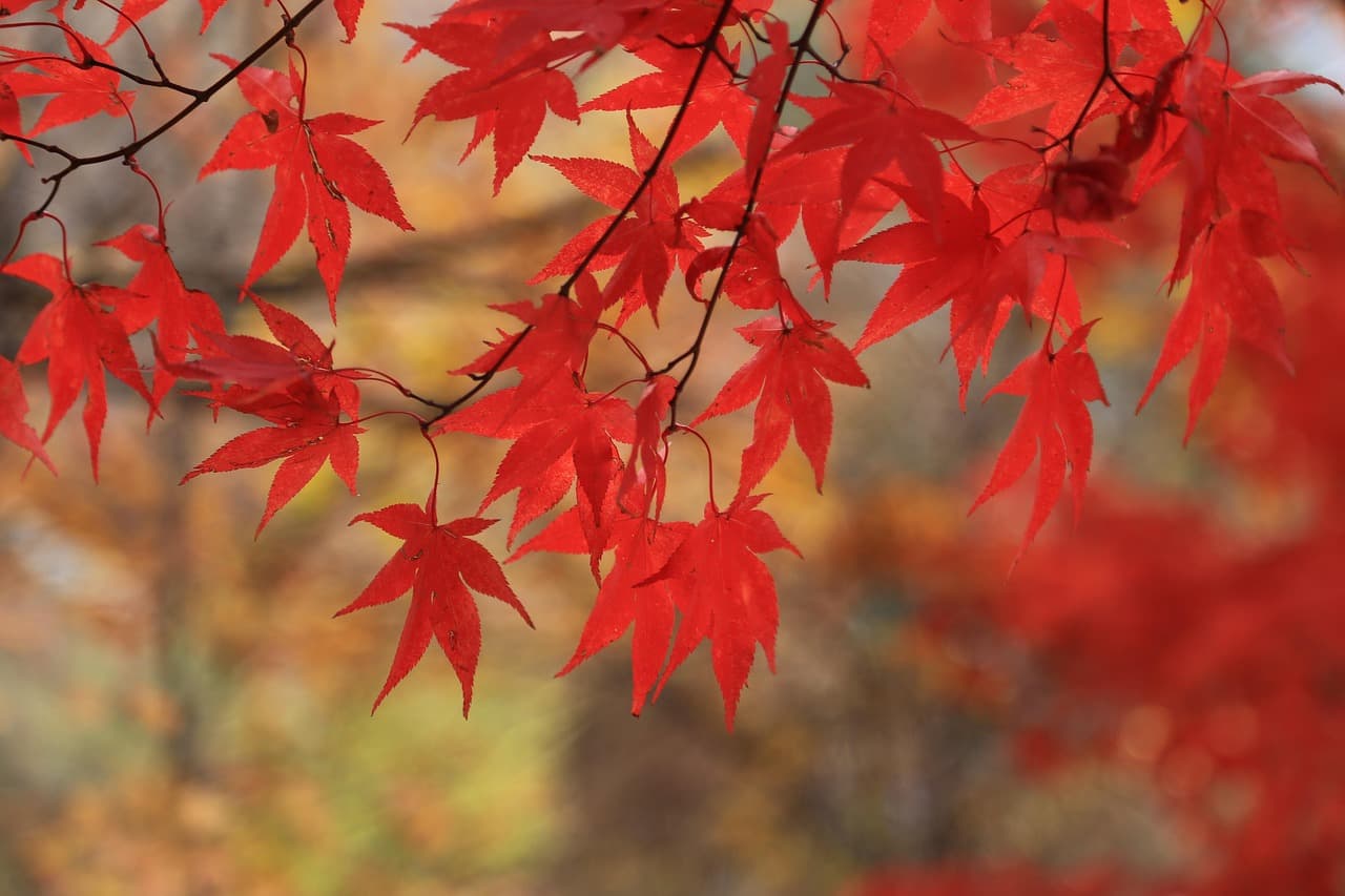 autumn leaves, maple leaf, leaf, autumn, nature, leaves [pid:3826409][dark]