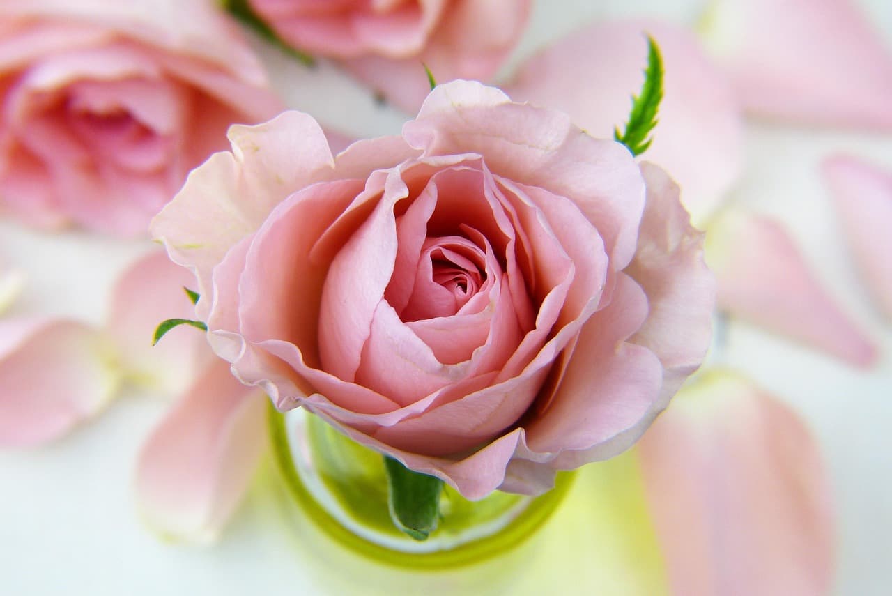 rose, flower, pink rose, beautiful flowers, rose bloom, petals, flower background, rose flower, rose petals, bloom, blossom, flora, flower wallpaper, nature, close up [pid:3086563][light]