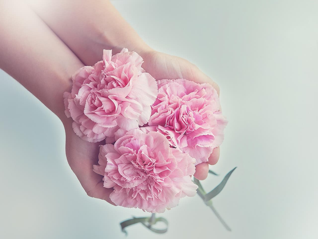 flowers, hands, beautiful flowers, holding, holding flowers, pink flowers, pink petals, petals, flower wallpaper, bloom, flower background, blossom, bunch, nature, bunch of flowers [pid:1367675][light]