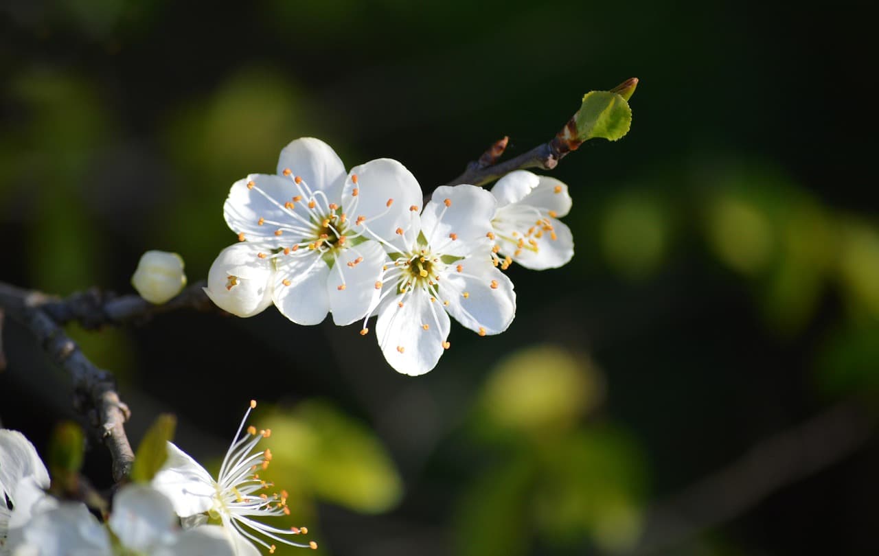 plum blossoms, white flowers, fruit tree blooms, spring, nature, flora, blooms, spring awakening, beginning of spring, close up, fruit tree blossoming, plum blossom, blossom, blossoms, leaves, blossom, leaves, leaves, leaves, leaves, leaves [pid:7942343][dark]