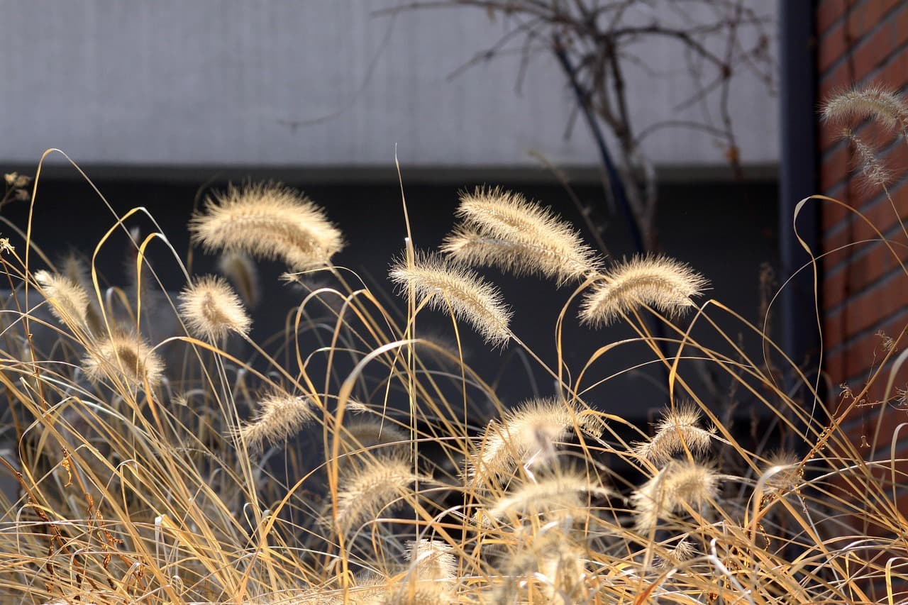 foxtail, nature, backlight, grass, plant, landscape, meadow, sunshine, reed, scenery [pid:4744887][dark]
