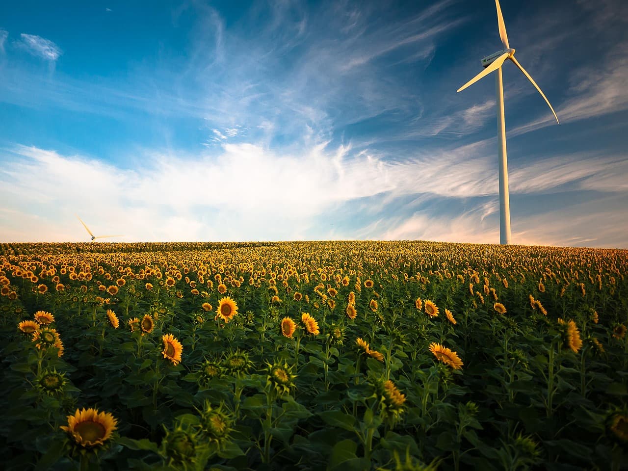 sunflowers, flower background, windmill, field, farm, sunflower farm, wind turbine, agriculture, sunflower field, wind energy, renewable energy, wind power, clouds, flora, flowers, idyllic, nature, beautiful flowers, peaceful, plants, rural, flower wallpaper, sky [pid:1853323][dark]
