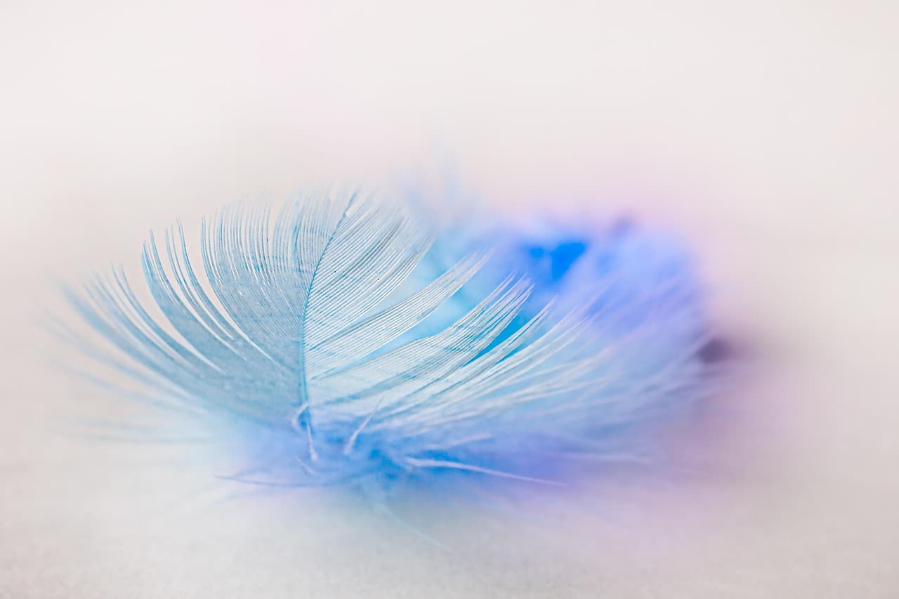 bird feather, feather, plume, lightness, blue feather, fluffy, feather, feather, feather, feather, feather [pid:5625806][light]