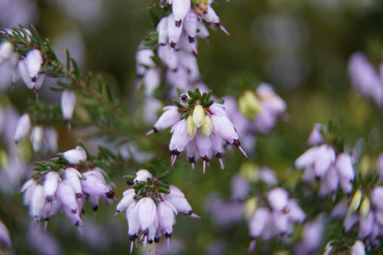 heather, beautiful flowers, flowers, pastel, violet, ericaceae, nature, flower background, flower wallpaper, winter, evergreen [pid:4821679][dark]