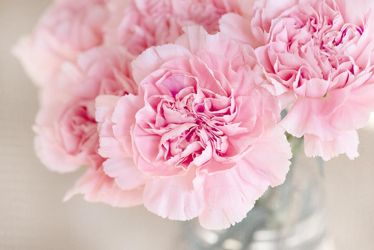 carnation, flowers, flower background, nature, flower wallpaper, cut flowers, beautiful flowers, pink flowers, clove pink, bloom, blossom, petals, decorative, closeup [pid:1325012][light]