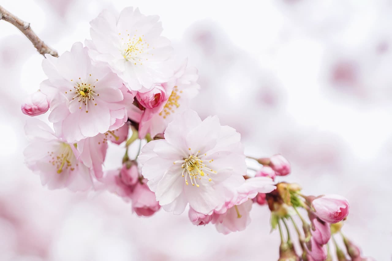 cherry blossoms, petals, nature, tree, spring, sakura, bloom, blossom, close up, pastel, romantic, pink, light, lighting, atmospheric, tender, feeling world, eastercollection, cherry blossoms, spring, sakura, sakura, sakura, sakura, sakura, pastel [pid:4951853][light]