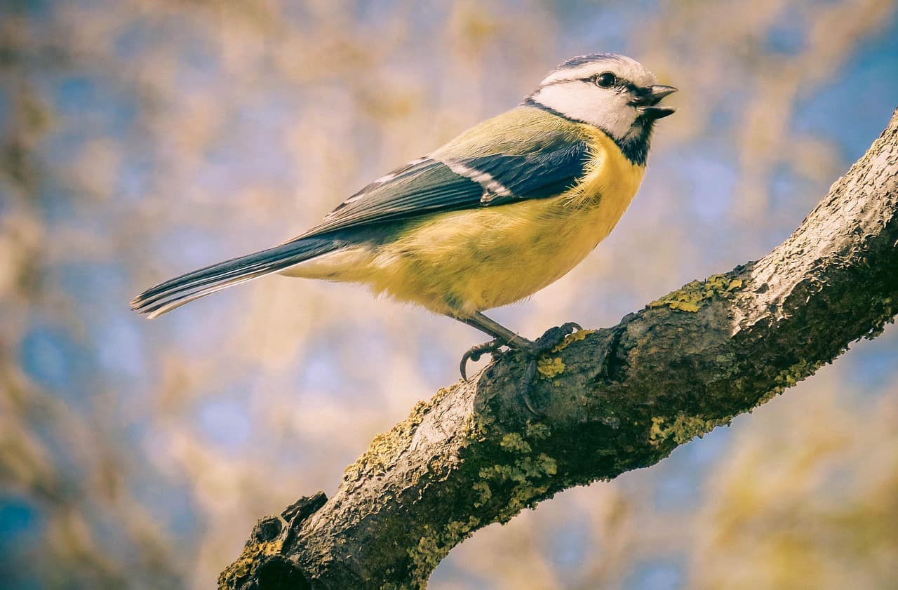 bird, nature, pastel, portrait, cute, garden, blue, yellow [pid:4390684][light]