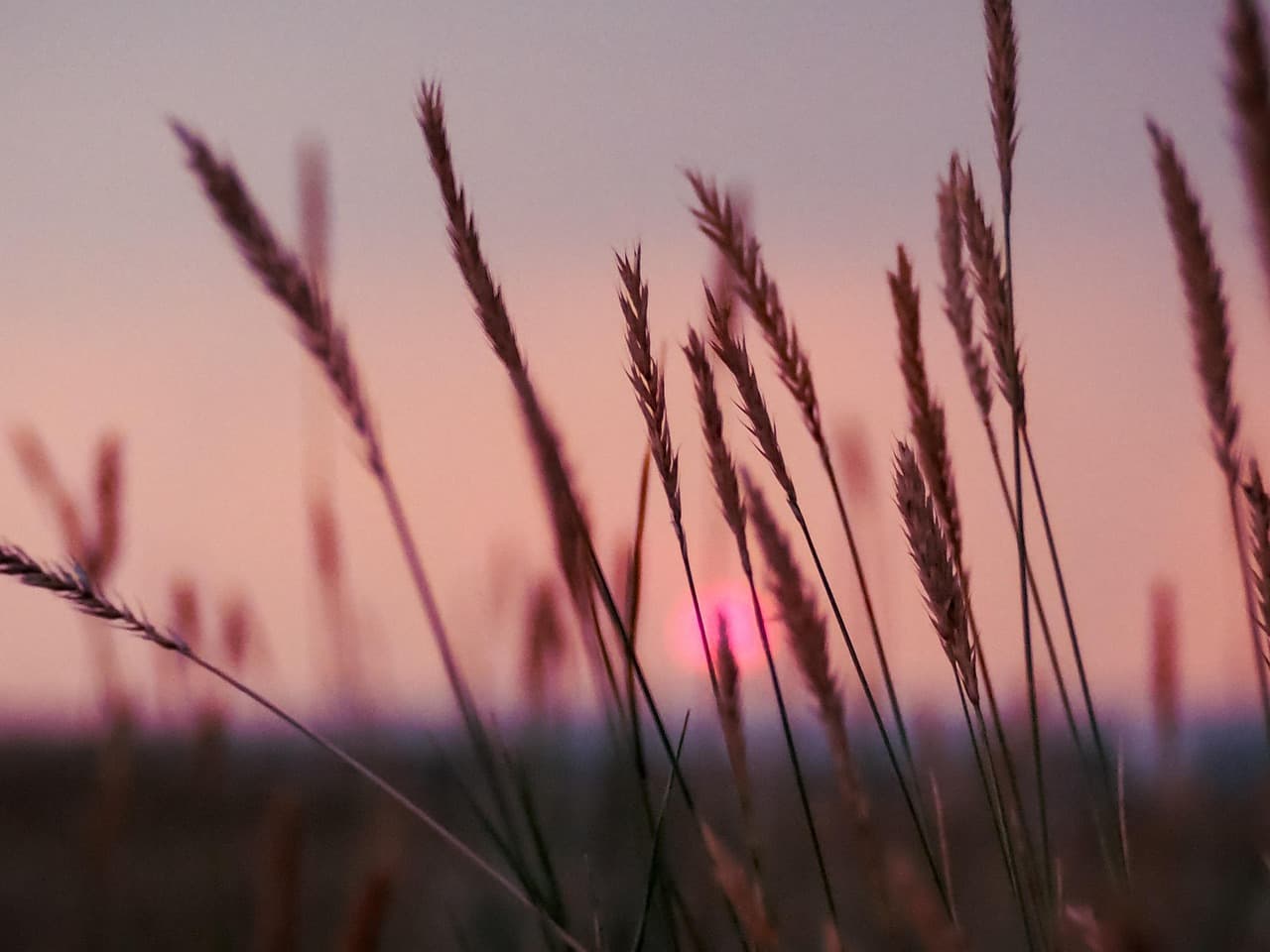 summer, grasses, sunset, purple, nature, landscape, prairie [pid:8848728][dark]