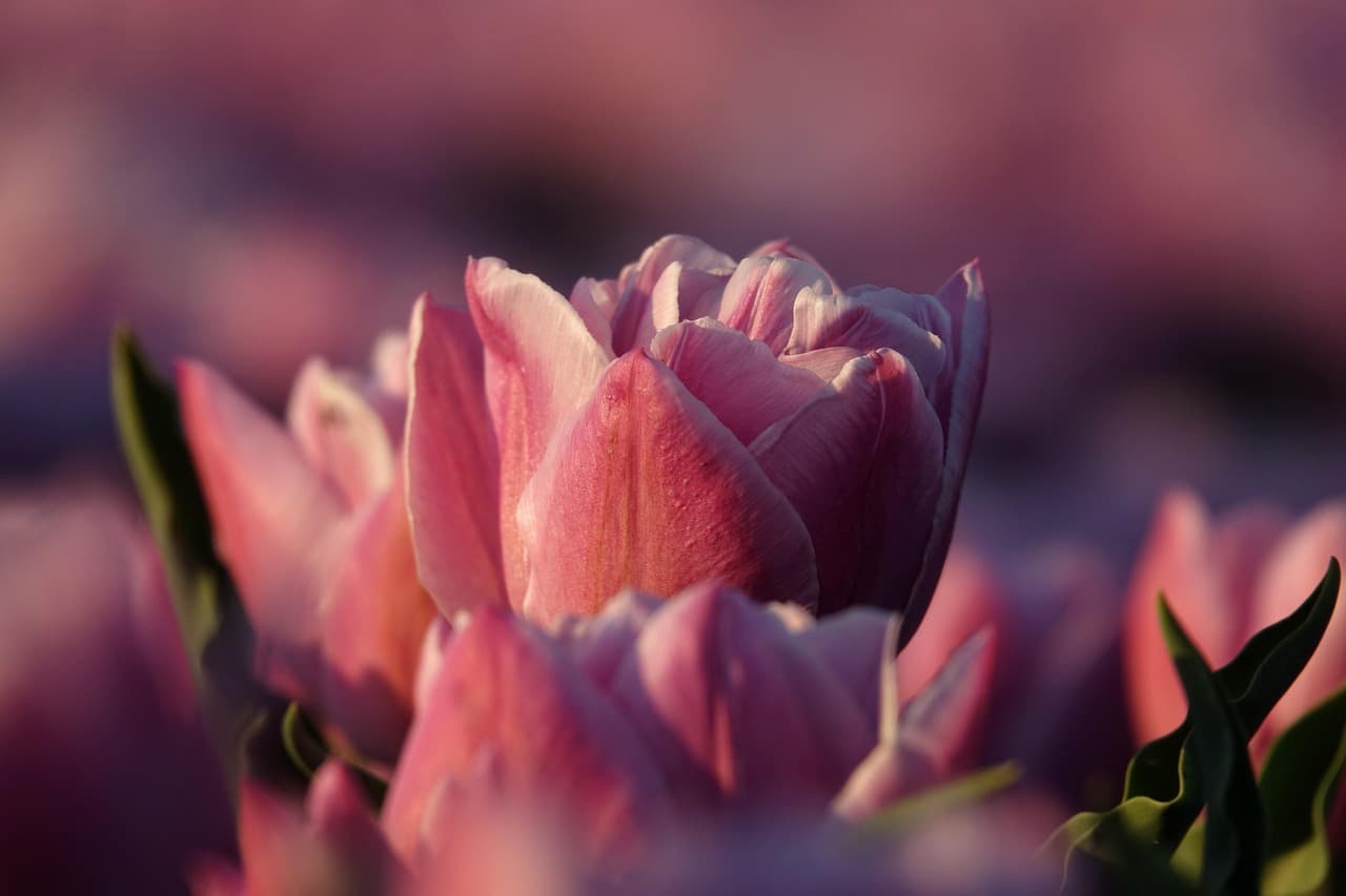 tulips, flower background, pink, flowers, petals, bloom, blossom, flora, nature, flower wallpaper, close up, netherlands, bulb, beautiful flowers, holland [pid:5104311][dark]