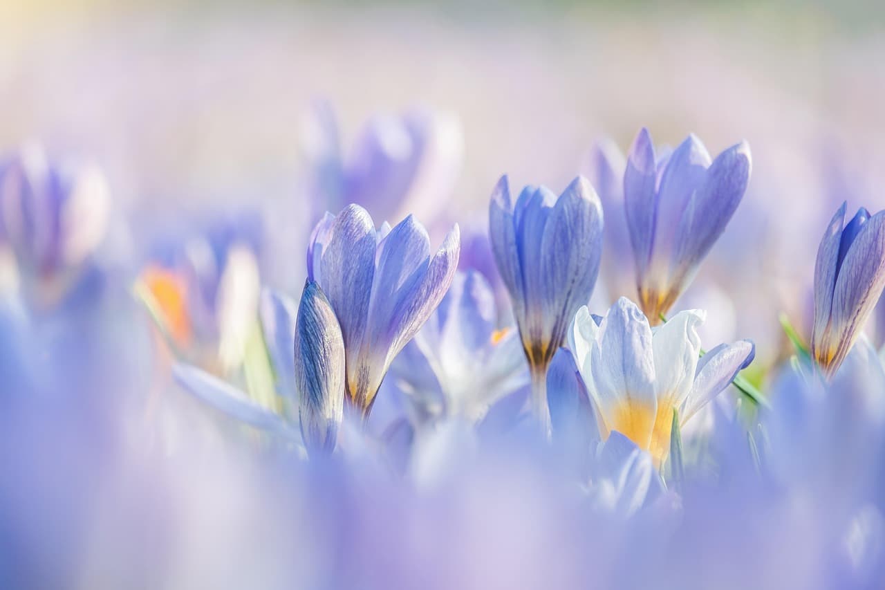 crocuses, flowers, plants, purple flowers, flower background, flower wallpaper, petals, bloom, spring flower, beginning of spring, early bloomer, beautiful flowers, harbinger of spring, spring blossoms, spring awakening, nature [pid:7837426][light]