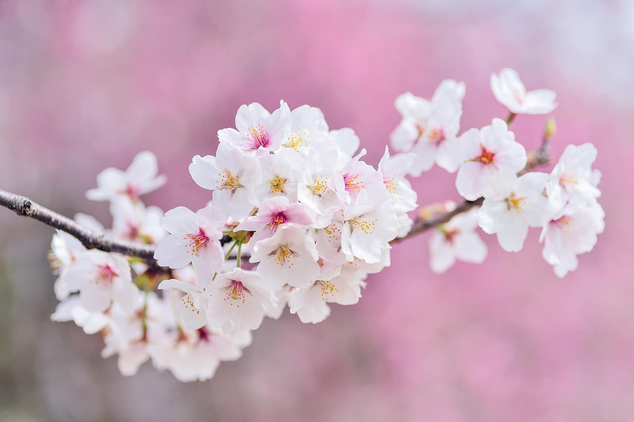 cherry blossoms, landscape, spring, plant, flower wallpaper, flowers, natural, arboretum, beautiful flowers, pink, flower background, white, pink nature, pink spring, pink flower, nature, pink landscape, pink plant, pink plants, pink natural [pid:2218781][light]