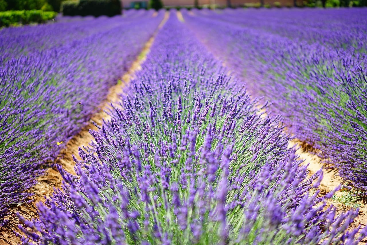lavender flowers, blue, flowers, purple, dunkellia, violet, lavender, lavender field, lavender cultivation, agriculture, wild plant, wildblume, true lavender, narrow leaf lavender, inflorescence, lavandula angustifolia, lavandula officinalis, lavandula vera, lamiaceae, crop, scented plant, medicinal plant, fragrant, cottage garden, bed, homeopathy, summer flowers, garden flowers, plant, nature, summer, beautiful flowers, garden, flora, botany, decorative, herbs, meadow, flower meadow, lavender meadow, lavendula, herb, french, provence, petals, flower wallpaper, flower background, aromatic, aroma, fragrance, green [pid:1595487][light]