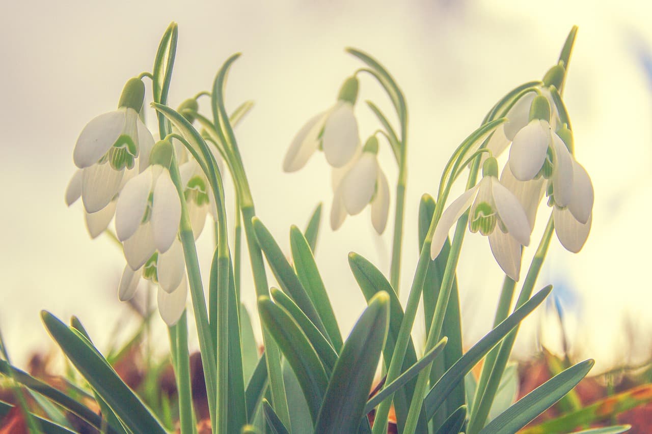 snowdrop, plants, spring, blossom, bloom, light, bokeh, focus, flora, nature [pid:7750549][light]
