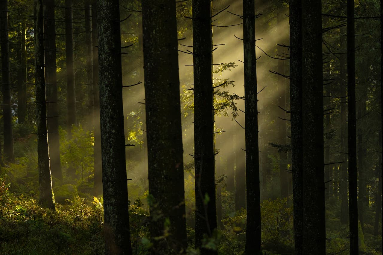 forest, trees, woods, sunlight, fog, misty, foggy, black forest, dark, nature, forest, forest, forest, forest, forest [pid:8355748][dark]