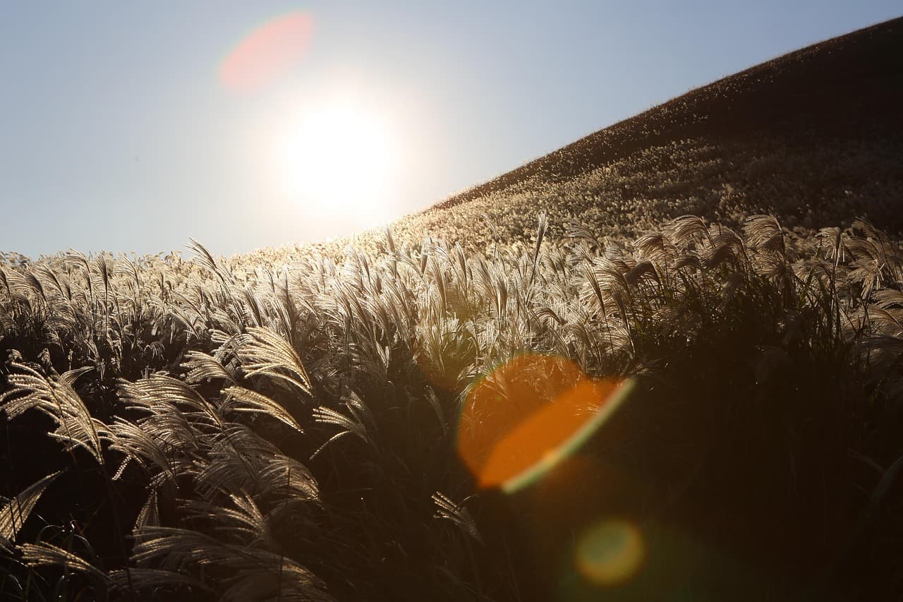 flame grass, meadow, sunlight, silver grass, grass, field, hill, sun, sunshine, landscape, scenic, nature, jeju, south korea [pid:5973674][dark]