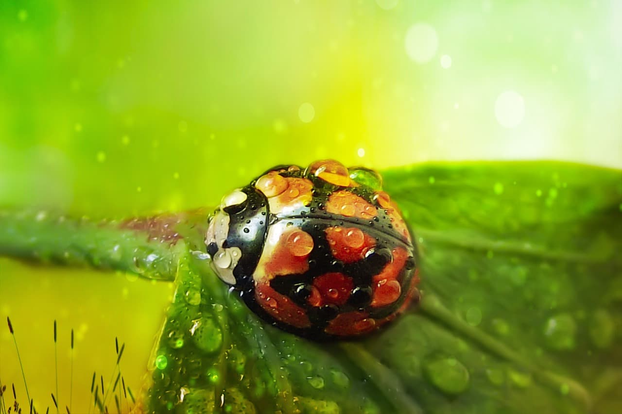 insect, ladybug, nature, bokeh, light, ladybug, ladybug, ladybug, ladybug, ladybug [pid:5213517][light]