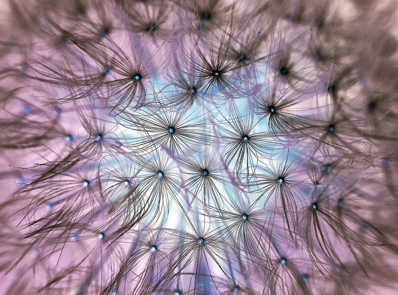 dandelion, seeds, plant, seed head, spring, spring awakening, inverse, nature, closeup [pid:1346727][light]