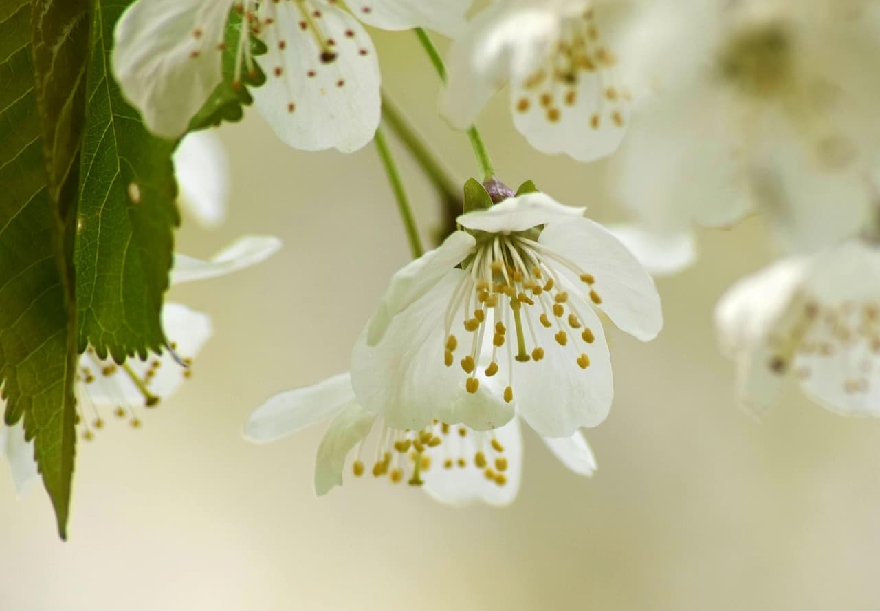 cherry blossom, flower background, flowers, spring, petals, white flowers, bloom, beautiful flowers, blossom, leaves, branch, flower wallpaper, tree, plant, flora, nature, closeup [pid:6282234][light]