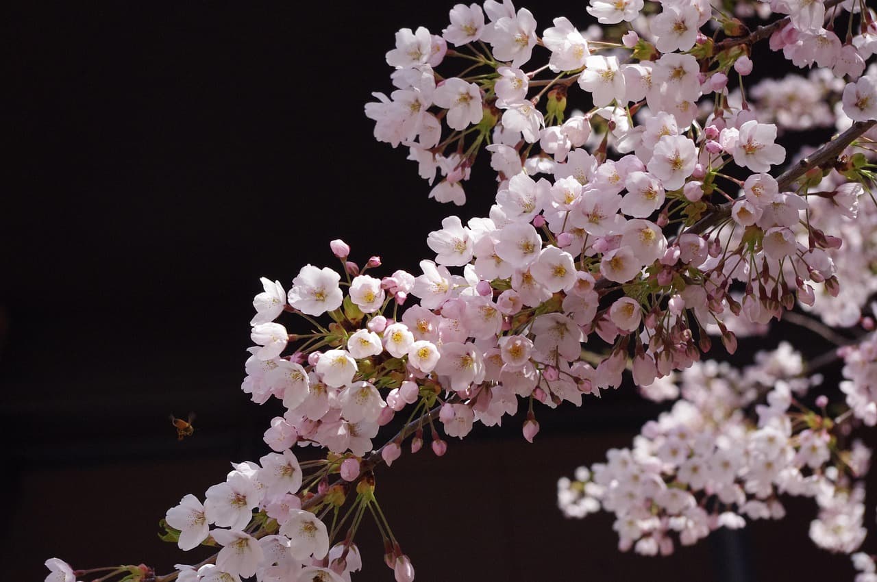 sakura, flower, flower background, spring, cherry blossoms, bloom, japan, branch, pink, blossom, tree, flower wallpaper, springtime, japanese, season, beautiful flowers, ソメイヨシノ, nature, 札幌市教育文化会館, 大通公園 [pid:5248955][dark]