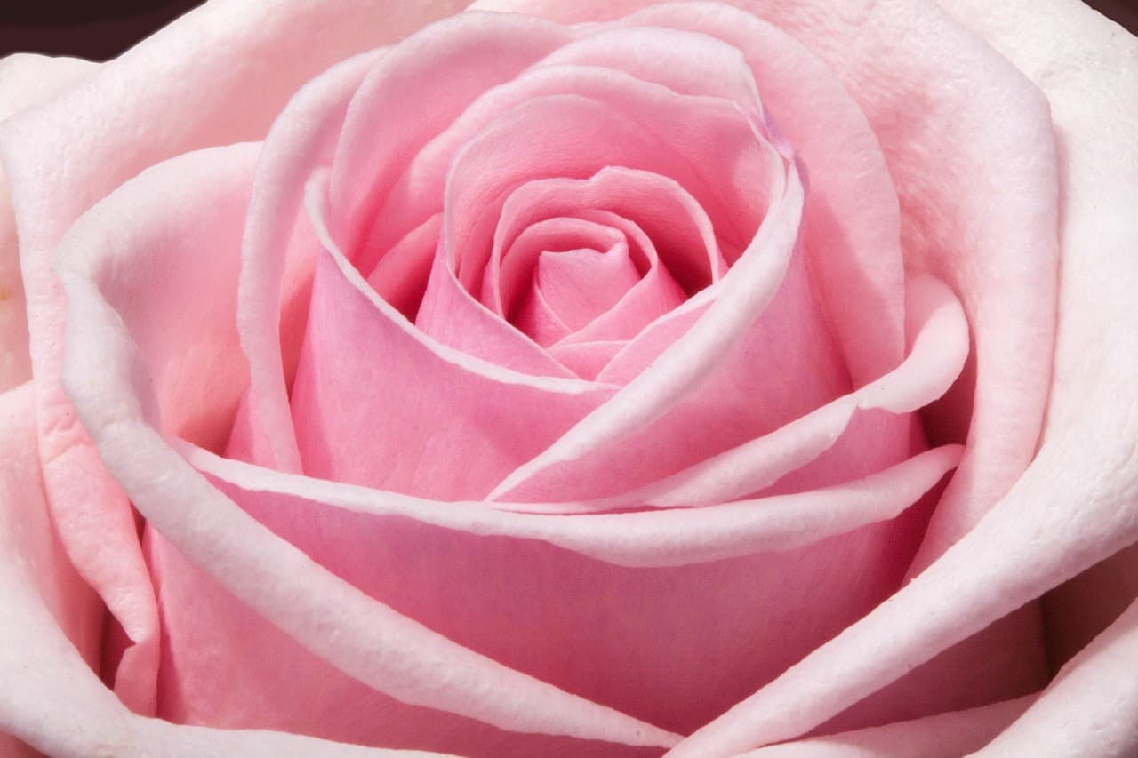 rose, composites, flowers, spring, summer, nature, plant, green, pastellfarben, pink, fill, lush, decorative, macro, rose wallpaper, pink nature, pink spring, pink flower, pink rose, pink summer, flower background, rose flower, pink plant, flower wallpaper, pink wallpaper, pink plants, beautiful flowers, pink natural [pid:373790][light]