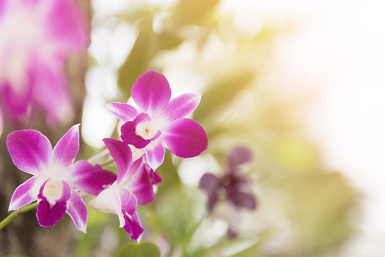 orchid, flower, purple, floral, blossom, decoration, summer, plant, petal, natural, garden, botany, flower wallpaper, violet, branch, fresh, botanical, stem, flower background, elegant, watercolor, tree, spring, leaf, green, nature, tropical, white, bloom, meadow, bouquet, beautiful flowers, color, pink [pid:2721756][light]