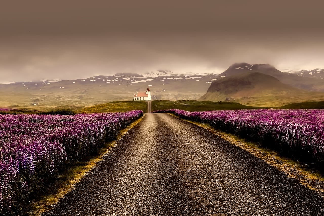 flowers, road, beautiful flowers, field, lavenders, farm, lavender field, flower background, iceland, landscape, nature, outdoors, church, rural, countryside, mountains, flower wallpaper, sky [pid:2438618][dark]