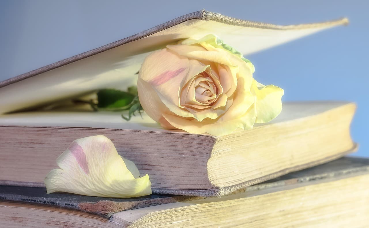 rose, book, old book, blossom, rose flower, used, old, book pages, nostalgic, open book, bookmark, rose bloom, petals, rose petals, close up, rose wallpaper [pid:2101475][light]
