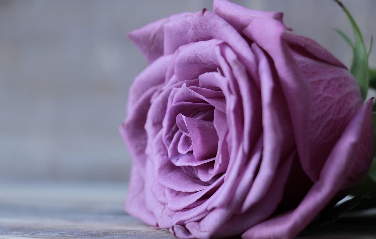 rose, floribunda, rose bloom, nature, blossom, bloom, flower, flower background, flower wallpaper, beautiful flowers, purple, rose flower, purple rose flower, rose wallpaper [pid:2548784][dark]