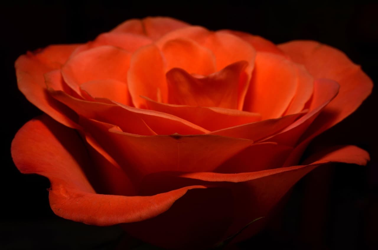 rose, flower, petals, nature, red rose, bloom, flower background, blossom, beautiful flowers, flowering plant, ornamental plant, plant, flora, flower wallpaper, rose flower, closeup [pid:143184][dark]