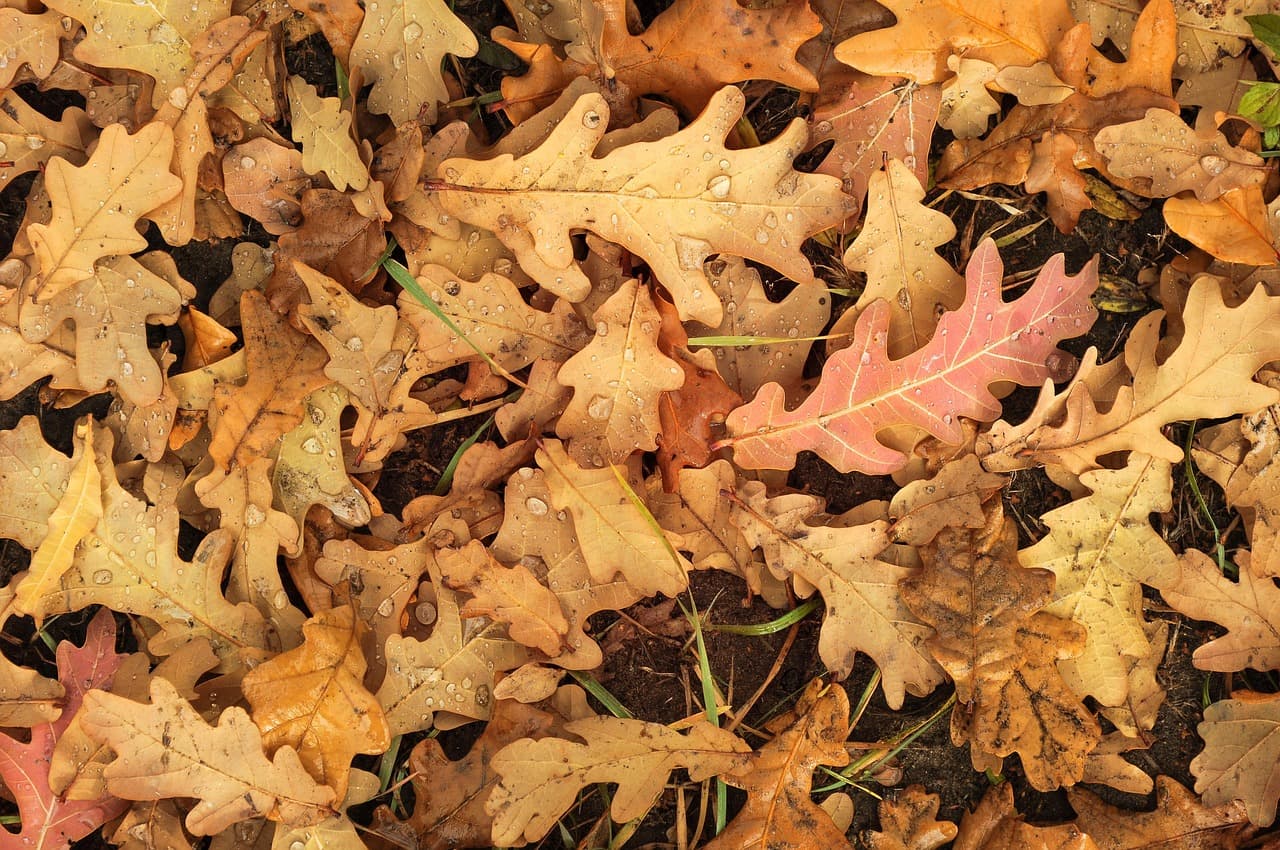 autumn, leaves, nature, fall, season [pid:6708984][dark]