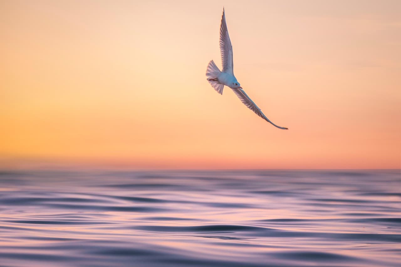 seagull, waves, marine, sea, sunset, water, peaceful, nature, landscape, landscape, landscape, landscape, landscape, landscape [pid:8781110][light]
