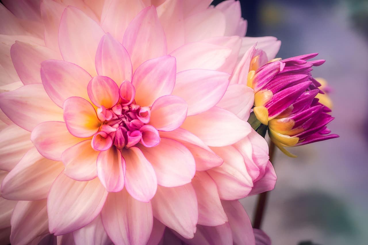 bud, grow, summer, nature, flora, petals, flower wallpaper, beautiful flowers, flower, blossom, bloom, flower background, pink, dahlia [pid:8096839][light]