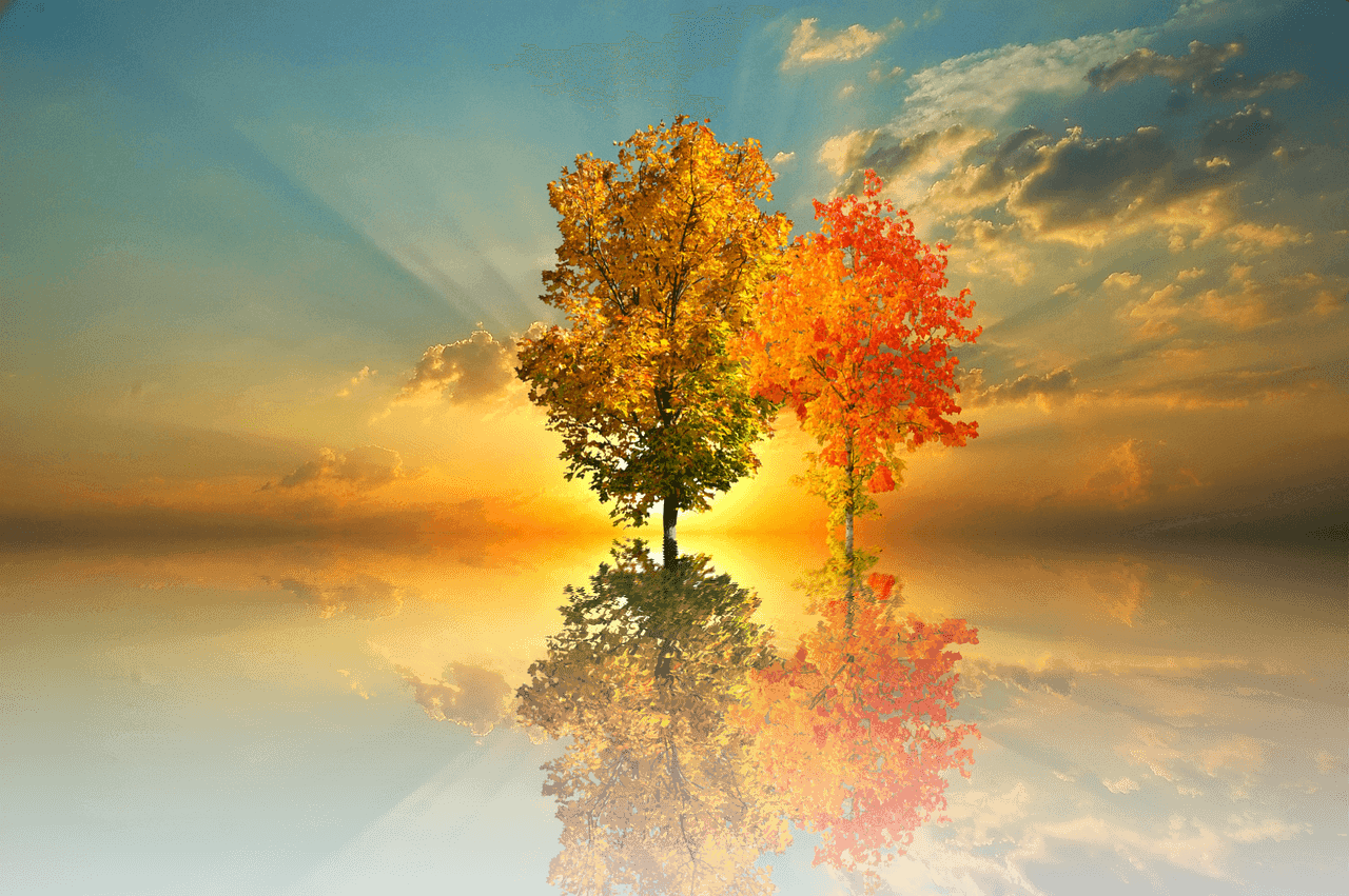 fall, tree, nature, golden autumn, autumn colors, autumn mood, heaven, leaves, fall, fall, fall, fall, fall, heaven, heaven, heaven, leaves [pid:2884567][light]