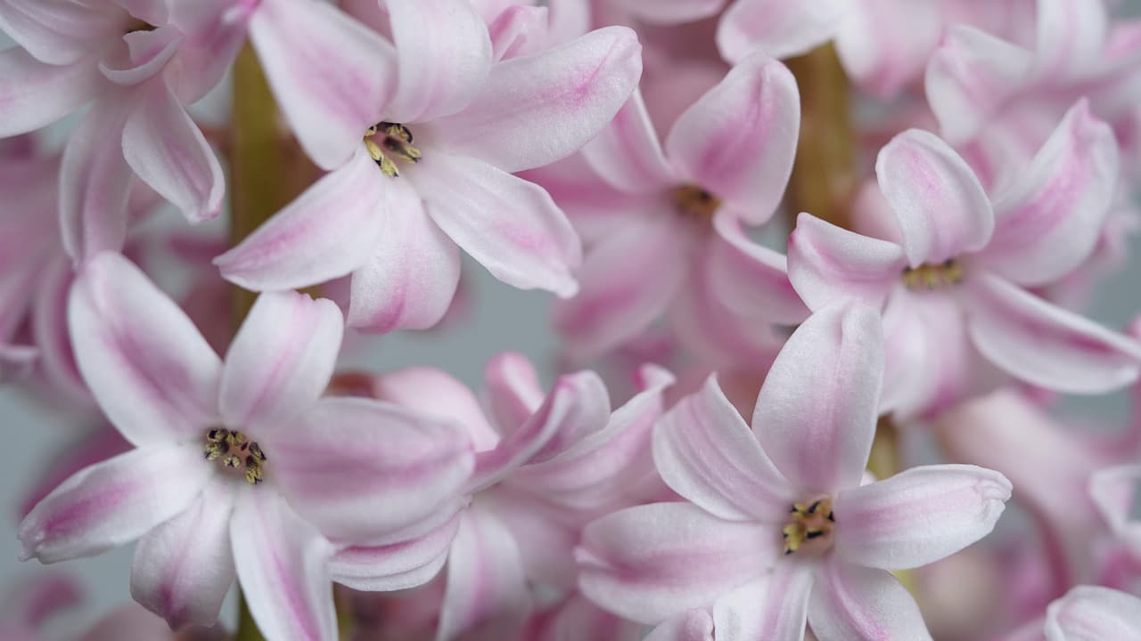 hyacinths, wallpaper 4k, desktop backgrounds, flowers, windows wallpaper, flower wallpaper, plant, petals, beautiful flowers, pink flowers, laptop wallpaper, bloom, blossom, wallpaper hd, nature, mac wallpaper, floral background, beautiful wallpaper, closeup, flower background, hd wallpaper, 4k wallpaper 1920x1080, bright, 4k wallpaper, full hd wallpaper, cool backgrounds, free background, free wallpaper, background [pid:8435741][light]