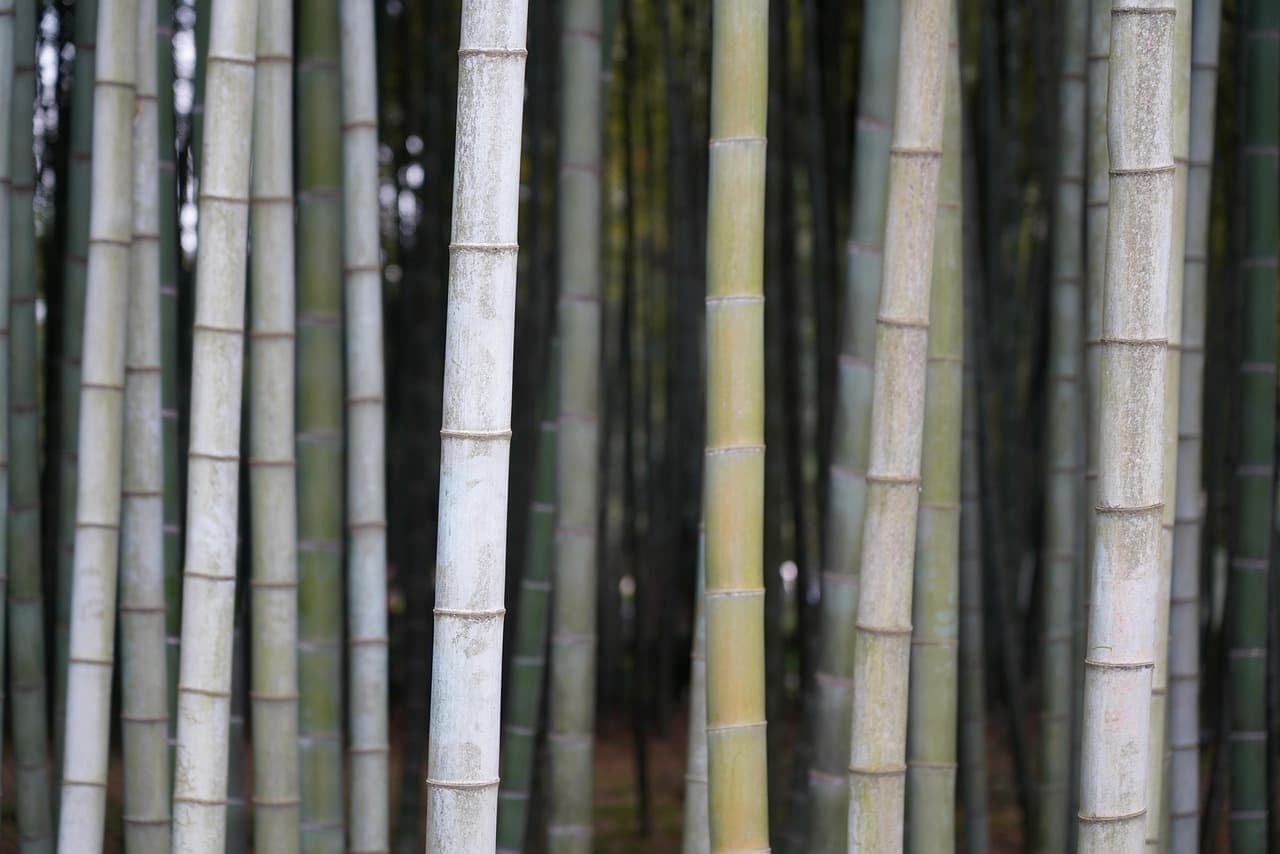 bamboo, tree, nature, plant, green, jungle, reed, forest [pid:7866718][dark]