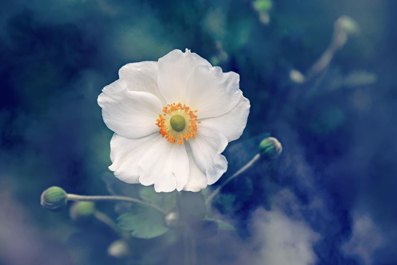 anemone, flower, white flower, buds, flower wallpaper, petals, flower background, beautiful flowers, white petals, bloom, blossom, flora, plant, nature [pid:3616880][dark]