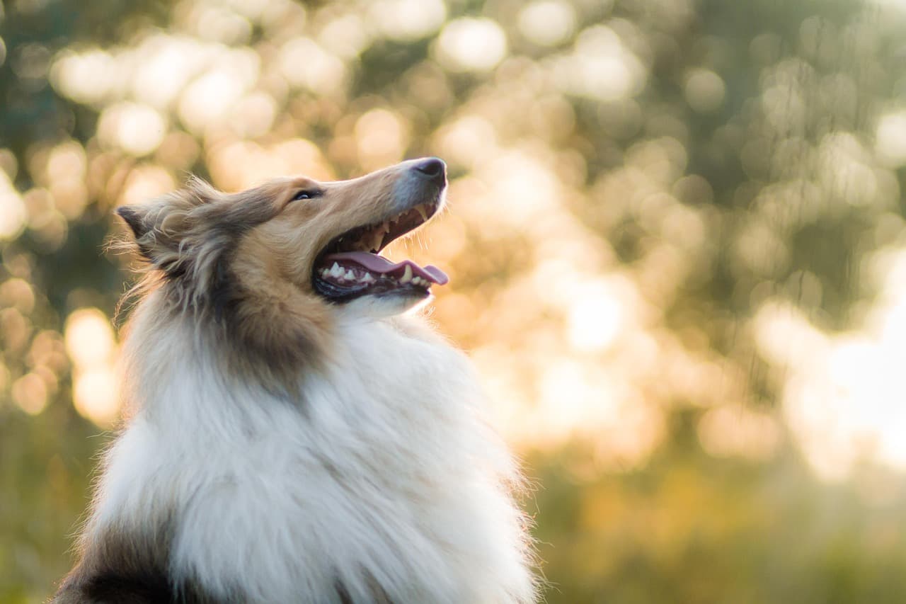 rough collie, dog, pet, animal, domestic dog, canine, mammal, cute, furry, outdoors, nature, portrait, bokeh, sunset [pid:5778136][light]
