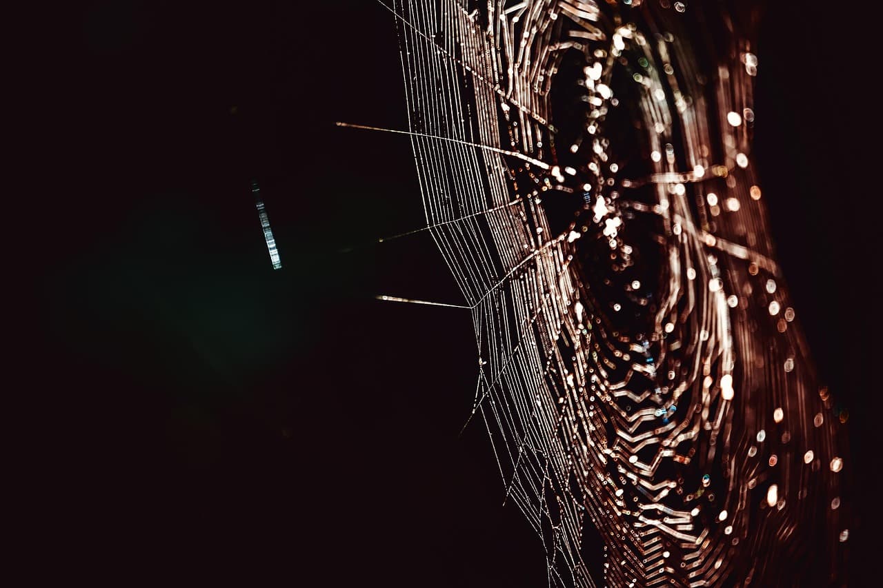 cobweb, spiderweb, macro, spider, spiderweb, spiderweb, spider, spider, spider, spider, spider [pid:3686195][dark]