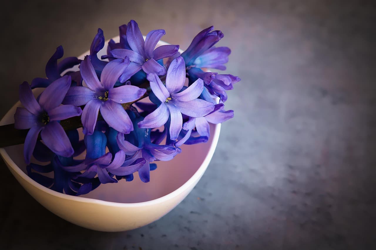 hyacinths, flowers, purple flowers, petals, beautiful flowers, purple petals, bloom, blossom, nature, flower background, flora, bunch, bunch of flowers, close up, flower wallpaper, fragrant flowers, fragrant [pid:1403653][dark]