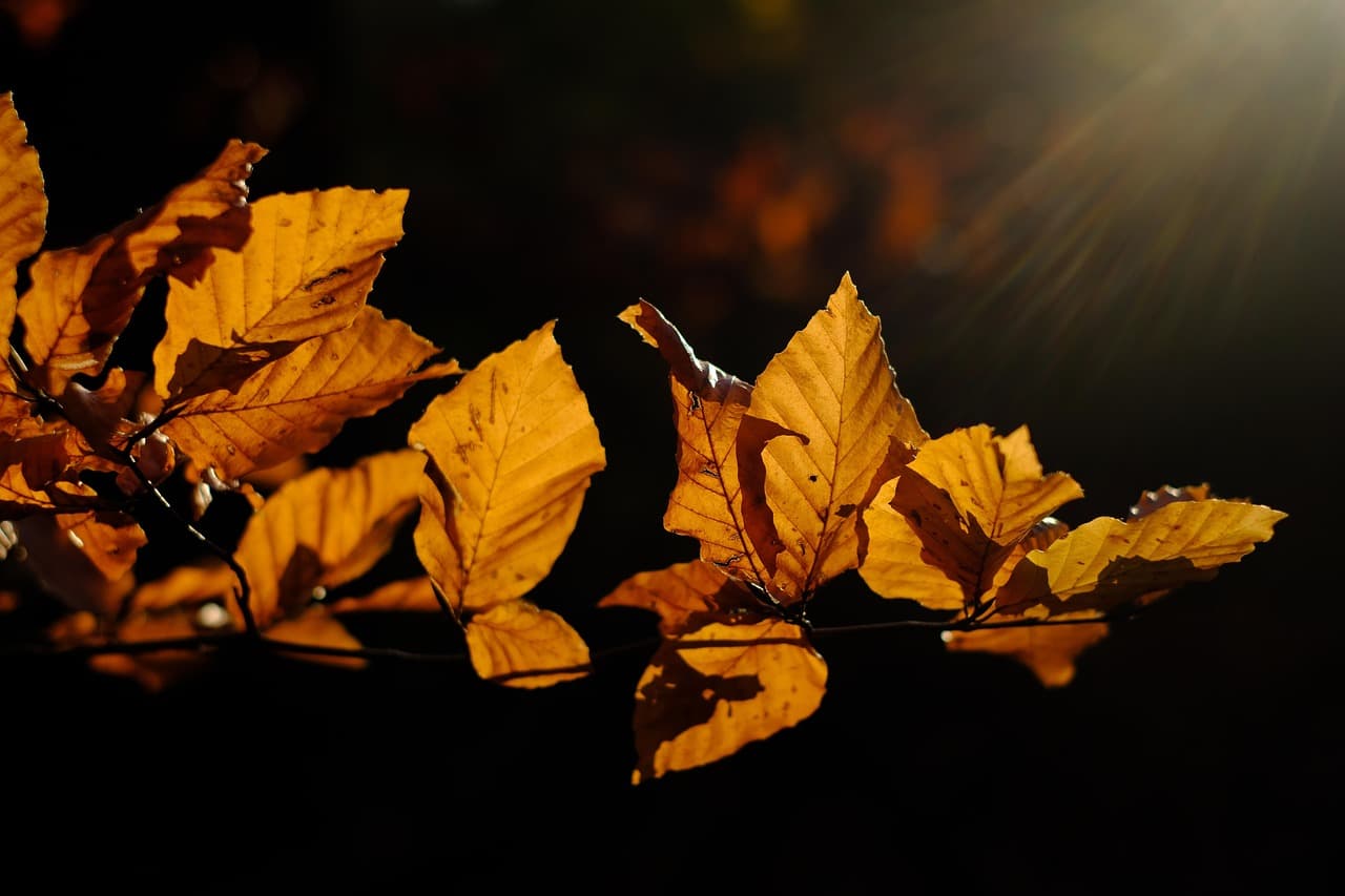 leaves, branch, hornbeam, nature, autumn color, autumn mood, golden october, autumn [pid:3851298][dark]