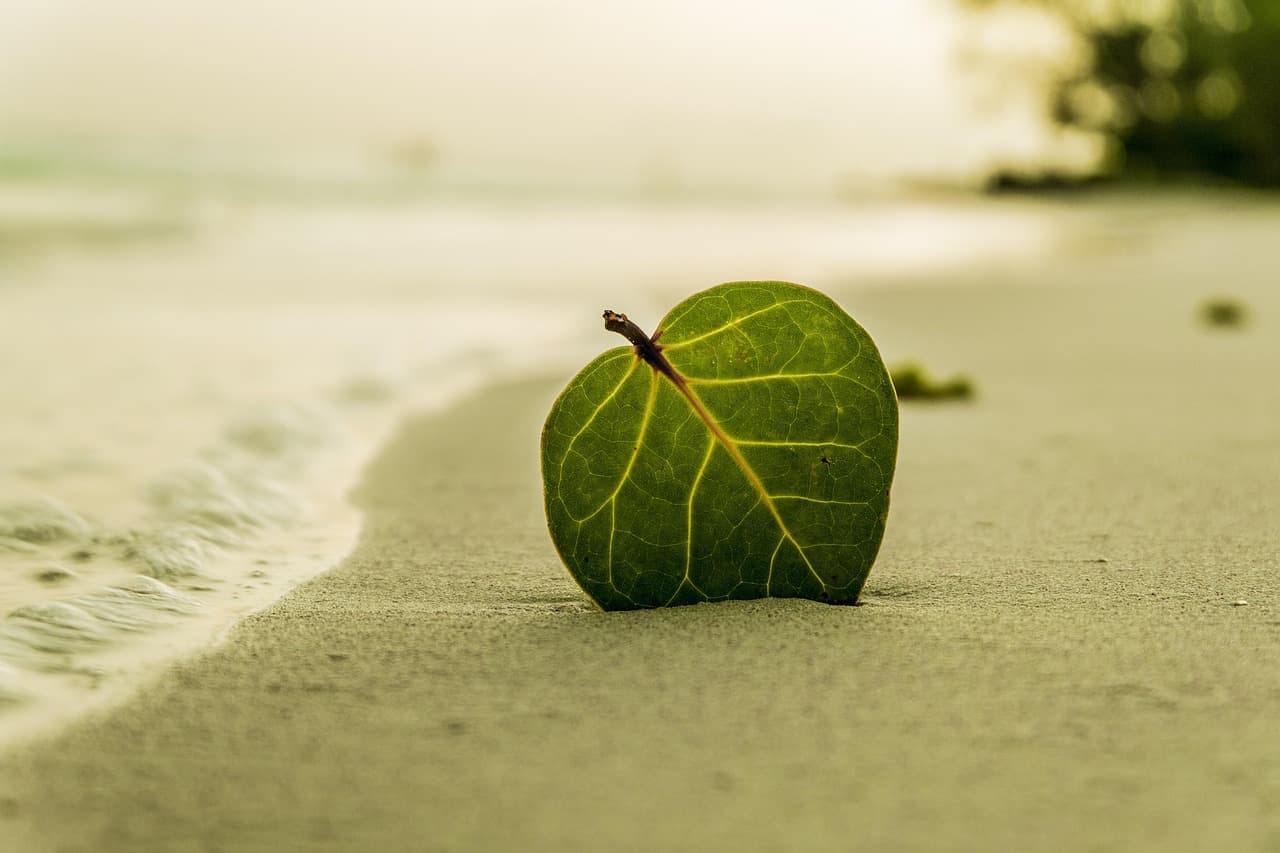 beach, leaf, green leaf, shore, sand, sandy beach, seashore, coast, nature, island, sea, ocean, water, beach, beach, beach, beach, leaf, leaf, leaf, nature, nature, nature, nature, nature, sea, sea, ocean [pid:394503][light]