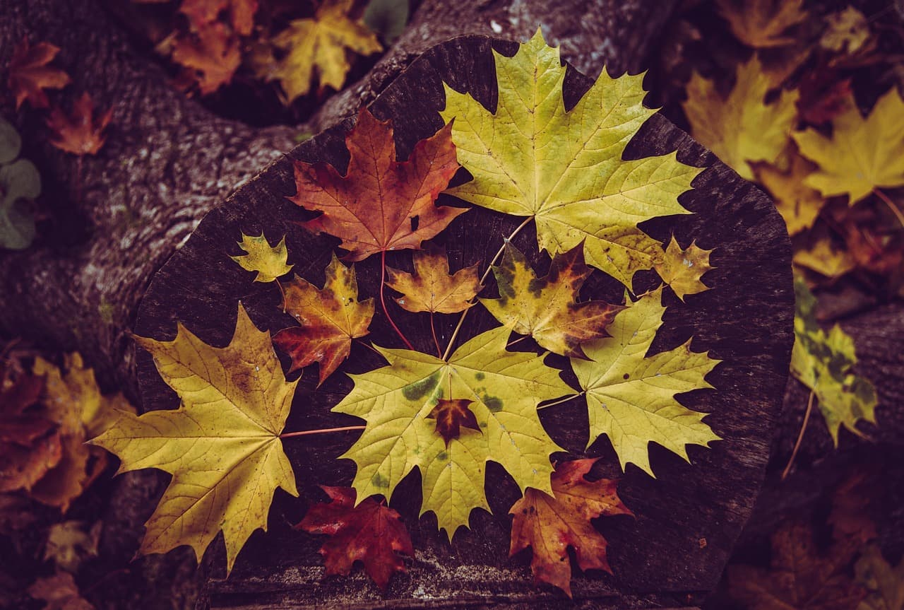 maple, leaves, fall, tree stump, autumn, autumn leaves, maple leaves, tree, nature, season [pid:6678635][dark]