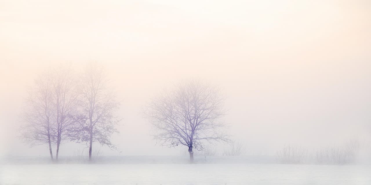 winter landscape, trees, snow, nature, snowy, freezing, cold, bare trees, tree branches, branches, white, landscape, holland, snow, snow, snow, snow, snow, nature, white, white, white, landscape [pid:2571788][light]