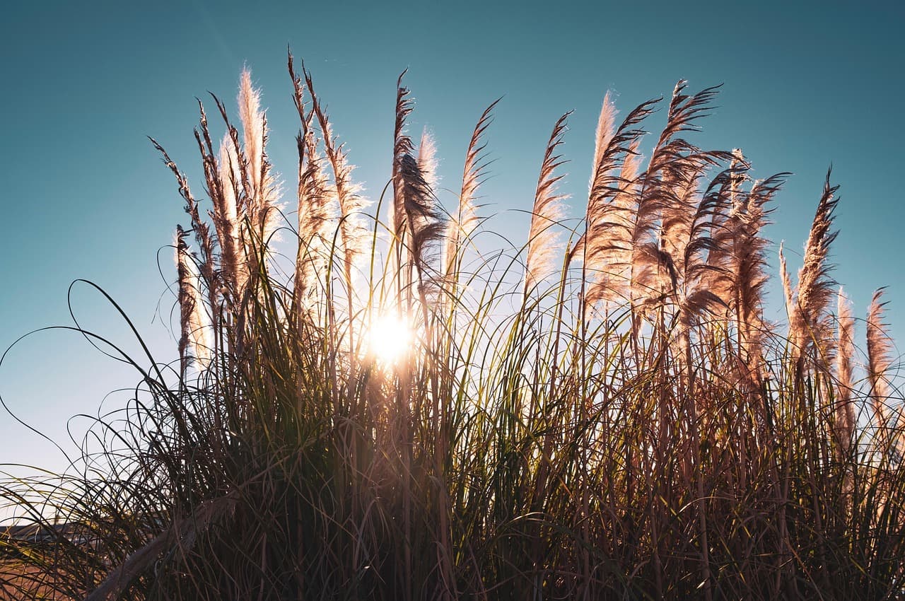 reed, grass, sunlight, sunshine, light, dusk, dawn, weed, tall grass, wind, windy, field, meadow, nature, grass, tall grass, tall grass, tall grass, tall grass, tall grass, windy [pid:5955596][dark]