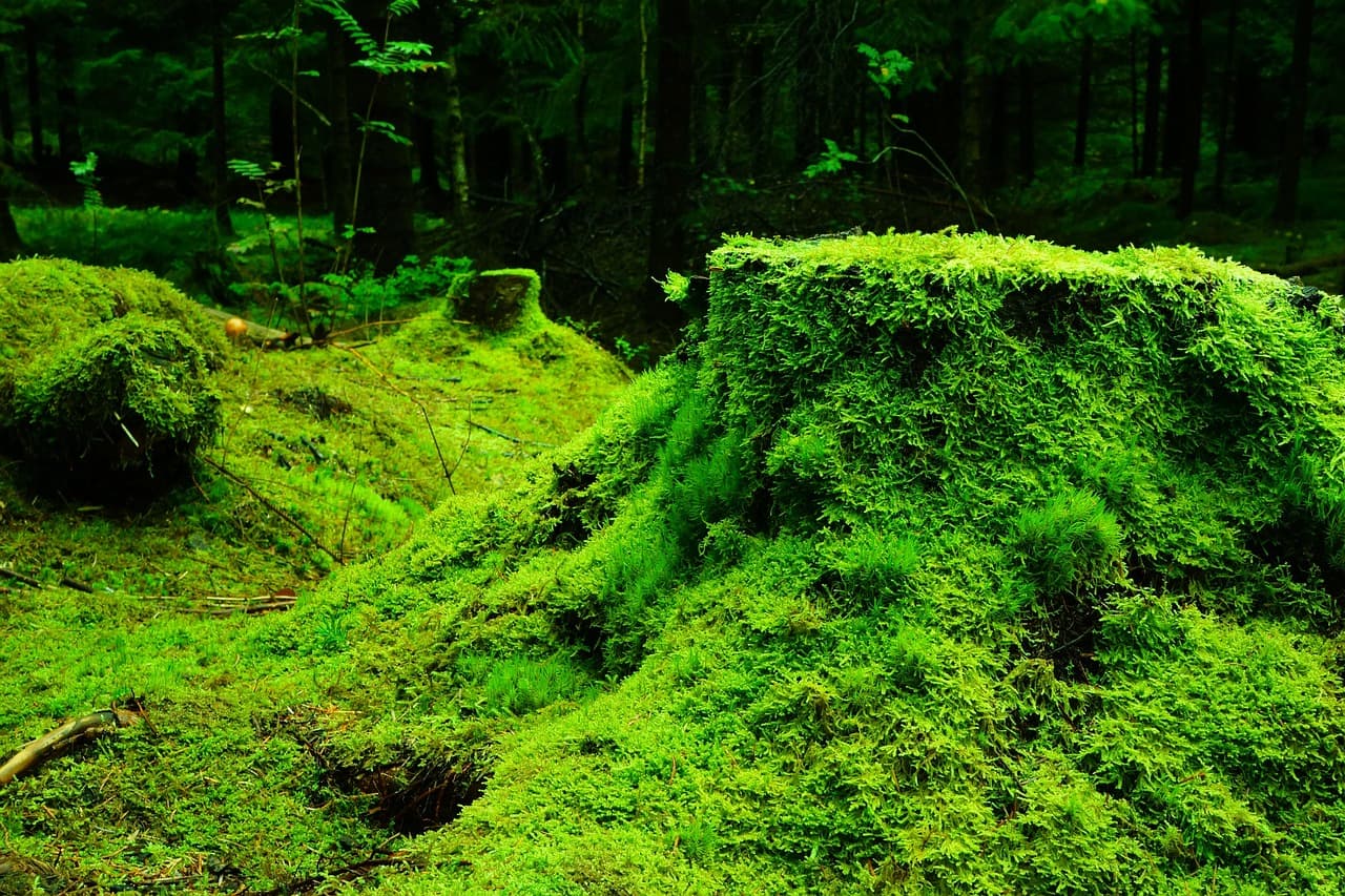 moss, forest, vegetation, plants, flora, wilderness, environment, nature, moss, moss, moss, moss, moss, forest [pid:483206][dark]