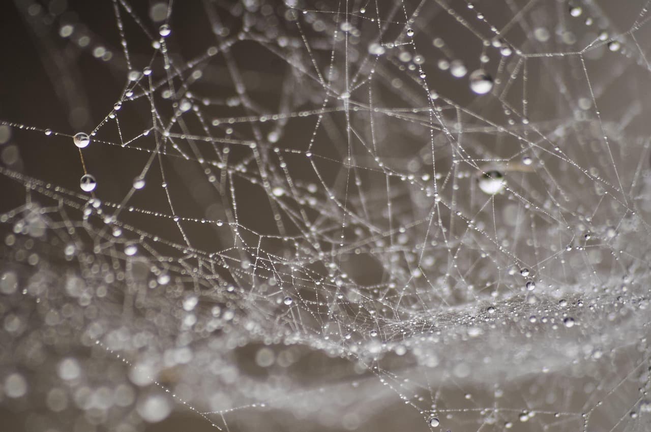 dew, water, nature, drop, droplets, dewdrop, spider web, cob web, spiderweb, cobweb, morning, light, wet, raindrop, rain [pid:4567294][dark]