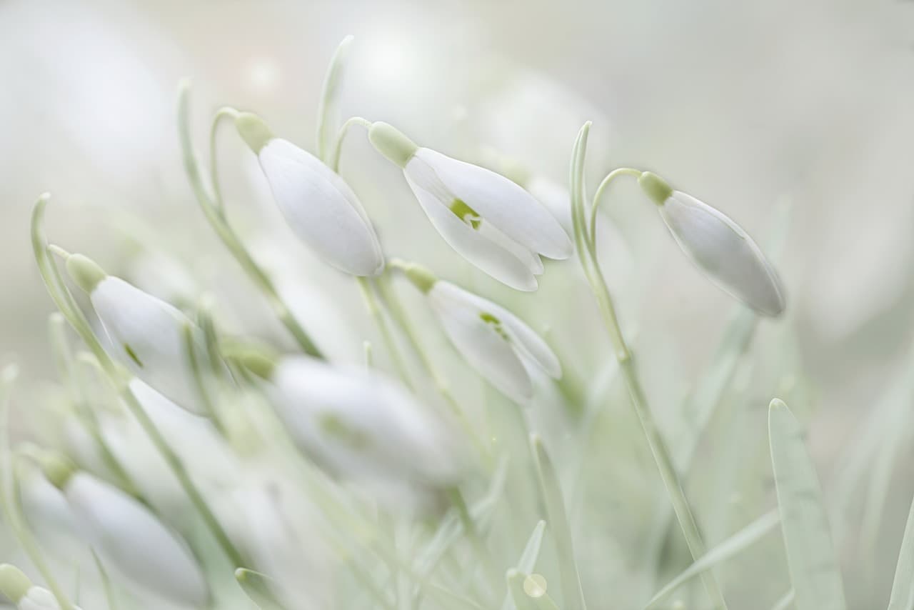 flower, flower wallpaper, flower background, beautiful flowers, snowdrop, spring, garden, galanthus, nature, flora, blossom, bloom, early bloomer [pid:4875870][light]