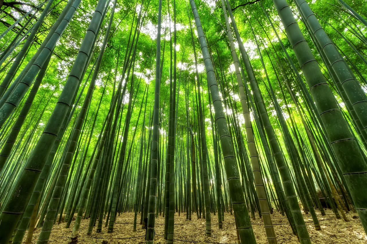 bamboo, trees, green, growth, bamboo trees, forest, bamboo forest, jungle, nature, perspective, nature wallpaper, afforestation, green trees, bamboo, bamboo, bamboo, bamboo, bamboo, bamboo forest, jungle, jungle, jungle, jungle [pid:1283976][dark]
